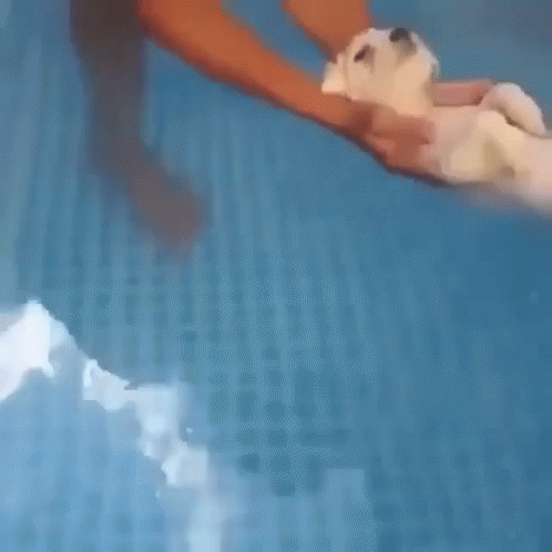 Pool Mermaid Dogpool GIF