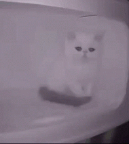 Poor White Sad Cat GIF