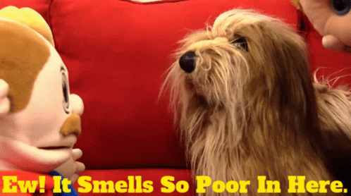 Dog It Smells So Poor In Here GIF