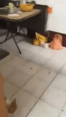 Poor Cat Chased By Mouse GIF