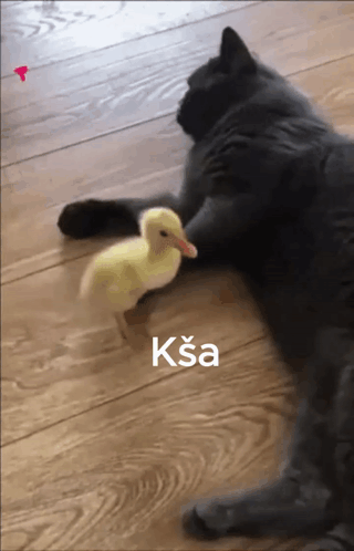 Poor Duck Kicked Out Meme GIF