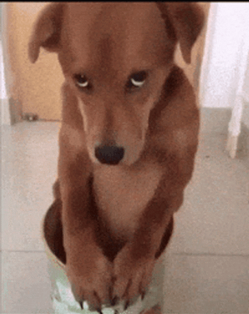 Poor Funny Dog Meme GIF GIFDB