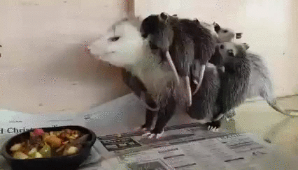 Poor Rat Not Enjoying Lunch Time GIF