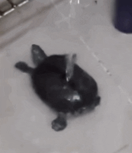 Poor Turtle Shower Time GIF