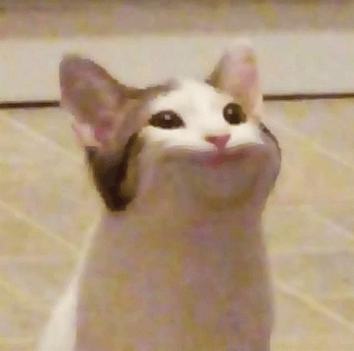 Pop Cat Meme GIF