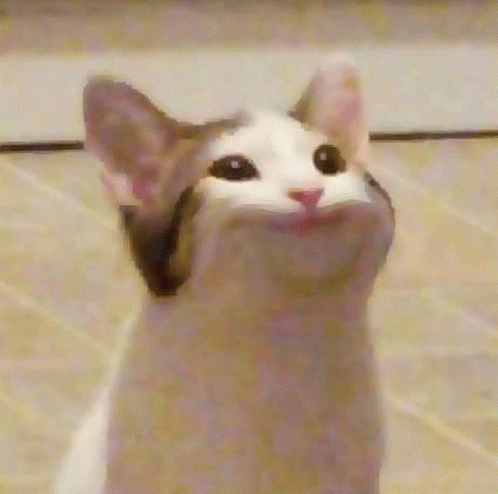 Pop Cat GIFs GIFDB
