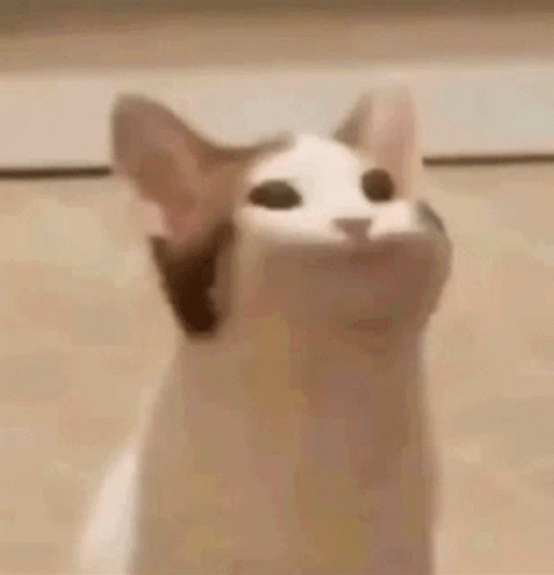 Pop Cat Meme Pamp GIF