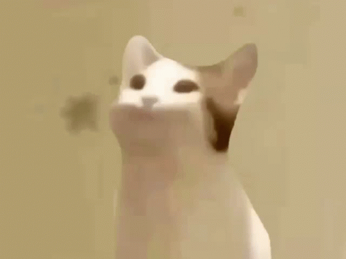 Popcat 498 X 373 Gif GIF