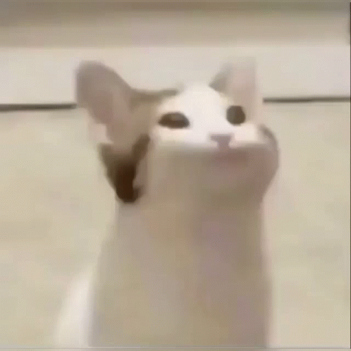 Popcat Meme Stream Gaming GIF