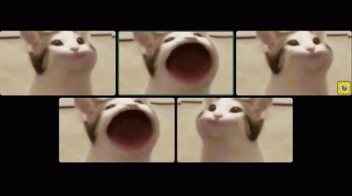 Popcat Zoom Meeting Meme GIF