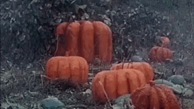 Poppin' Pumpkin Man Dance Spontaneously GIF