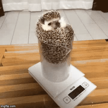 Porcupine Inside A Beaker GIF