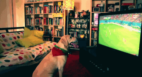 Portugal Dog Football Supporter GIF