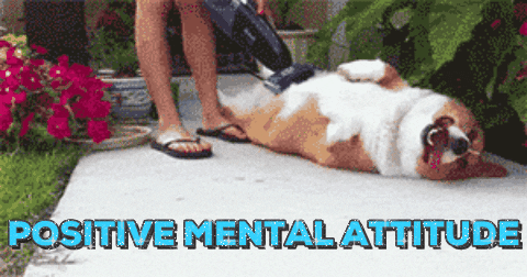 Positive Mental Attitude Chilling Dog GIF