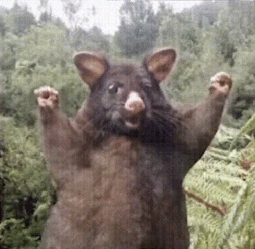 Possum 498 X 485 Gif GIF