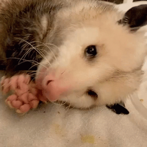 Possum Being Sad GIF