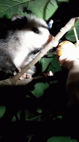 Possum Biting A Peach GIF
