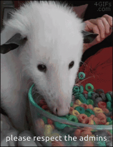 Possum Chewing Cereal GIF