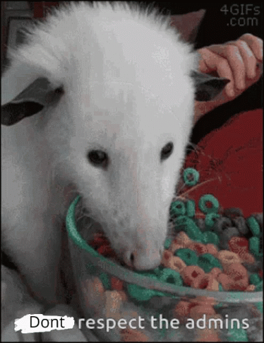 Possum Eating Cereal GIF