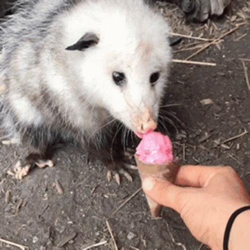 Possum Eating Ice Cream GIF