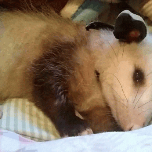 Possum Low Energy GIF