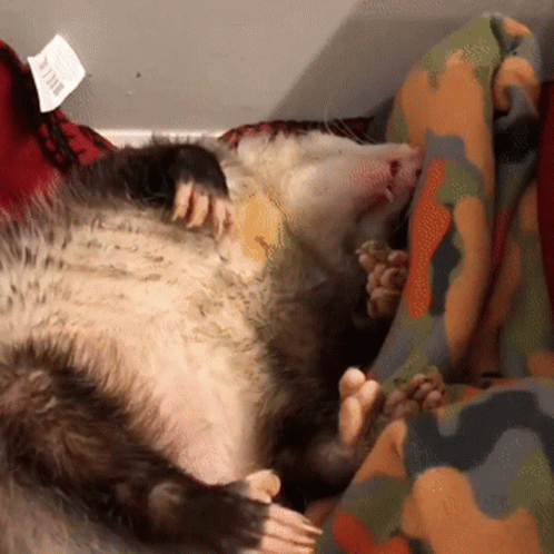Possum Lying Down GIF