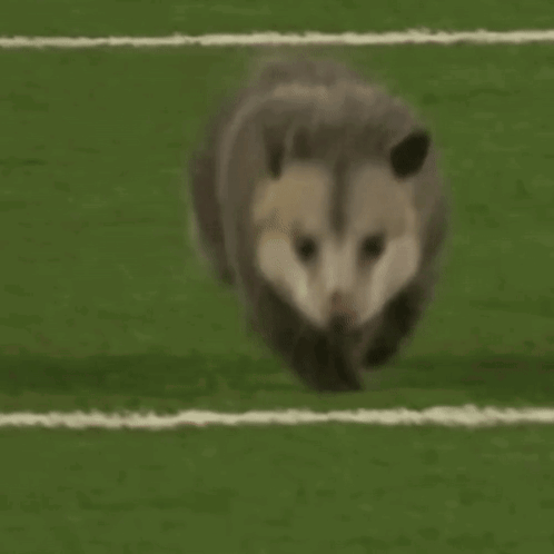 Possum On A Running Field GIF
