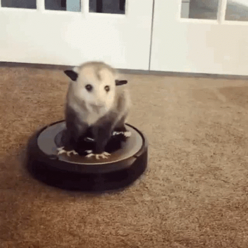 Possum On Spinning Device GIF