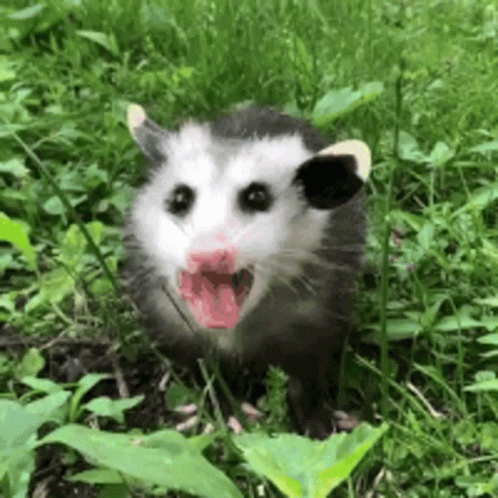 Possum On The Grasses GIF