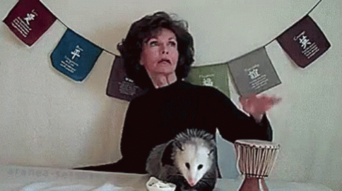Possum On The Table GIF