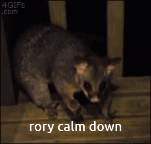 Possum Saying Rory Calm Down