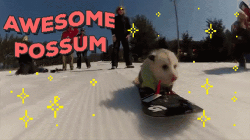 Possum Snow Slide GIF