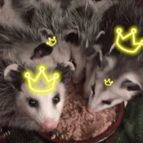 Possum With Crown GIF