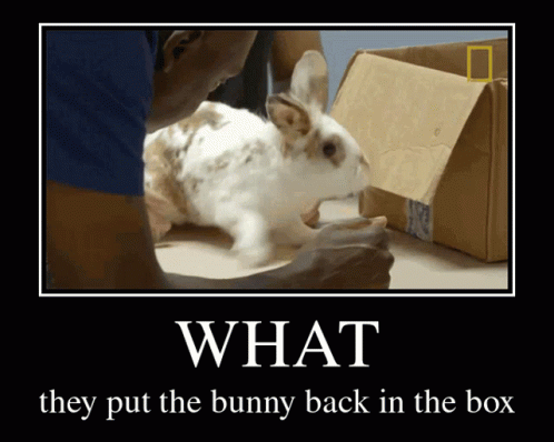 Poster Saying What They Put The Bunny Back In The Box GIF