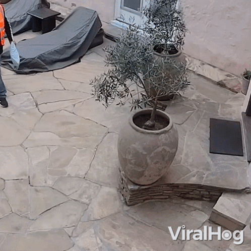 Potted Plant On Stone Patio Viralhog GIF