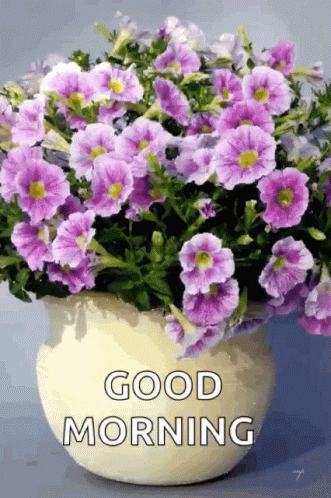 Potted Plant With Purple Flowers Good Morning