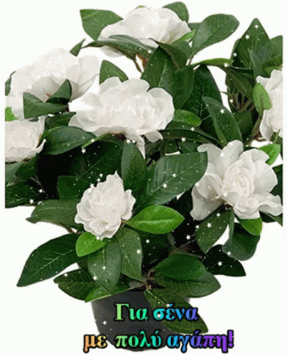 Potted Plant With White Flowers and Greek Greeting