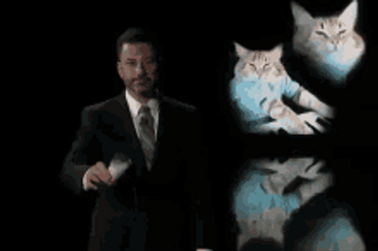 Pour One Out For The Cats GIF