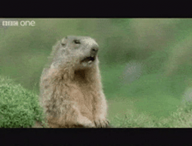 Prairie Dog GIF