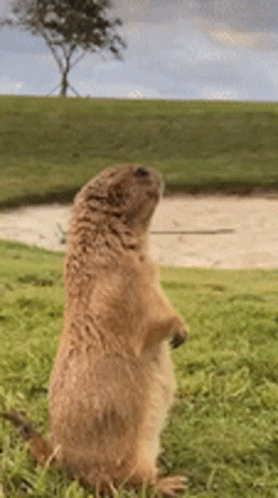 Prairie Dog Standing on Hind Legs in Grass