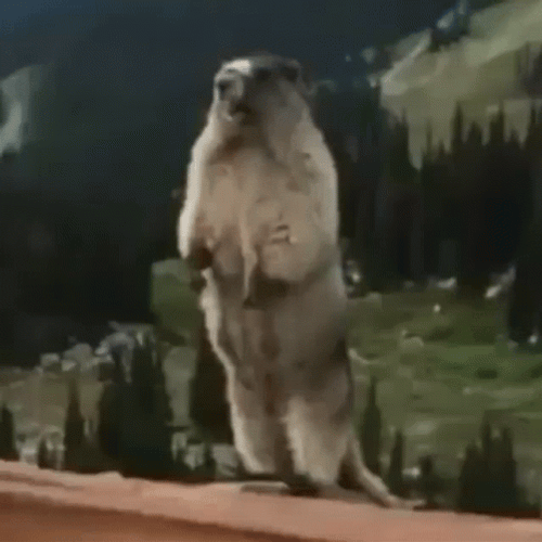 Prairie Dog Yelling GIF