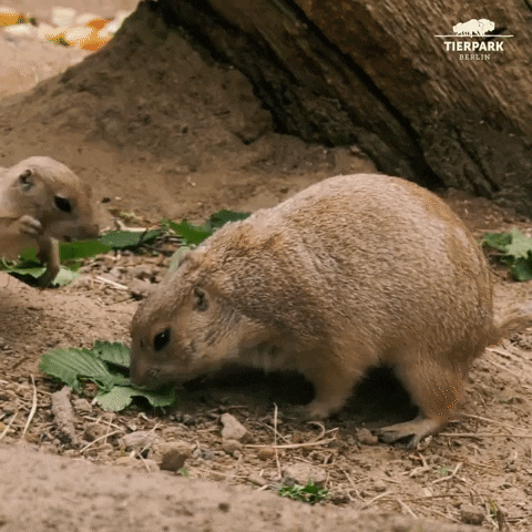 Prairie Dogs Tease Each Other GIF