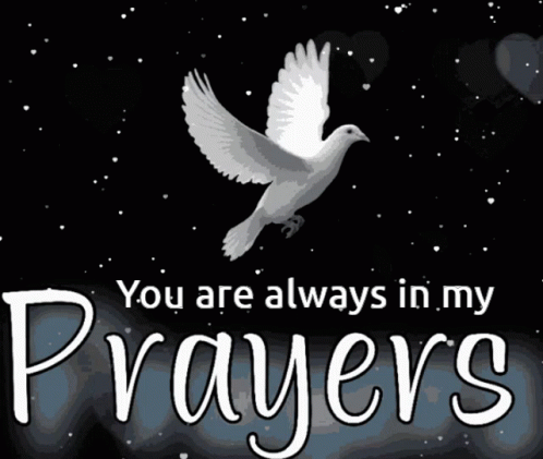 Praying For You Peace Dove GIF
