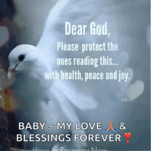 Peace Dove Praying For You GIF