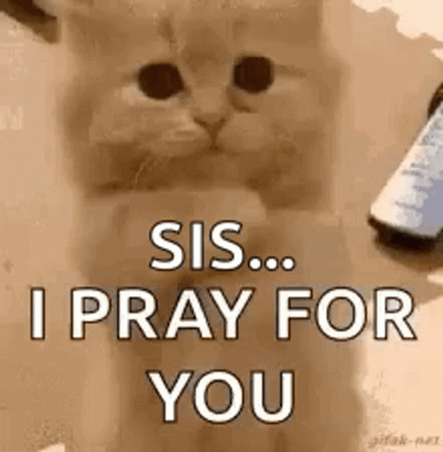 Praying For You Sis Adorable Kitten GIF