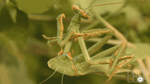 Praying Mantis Eating Mate Meme GIF