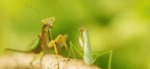 Praying Mantis On Tree Branch GIF