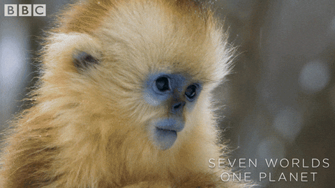 Precious Little Baby Monkey Cooing GIF