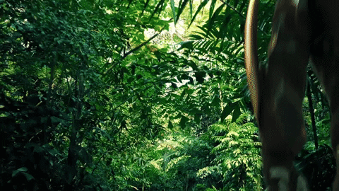 Predator Awesome Invisible Cloak Camouflage GIF