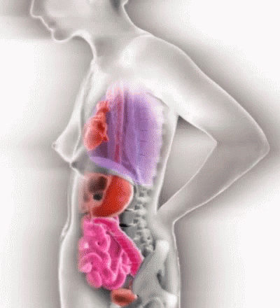 Pregnancy Timelapse Stages Biology Animation GIF